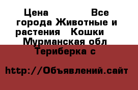 Zolton › Цена ­ 30 000 - Все города Животные и растения » Кошки   . Мурманская обл.,Териберка с.